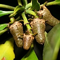 Ceriops tagal (Yellow Mangrove) コヒルギ in Aeroglen<br />Canon EOS KDX (400D) + EFS60 F2.8 + SPEEDLITE 380EX